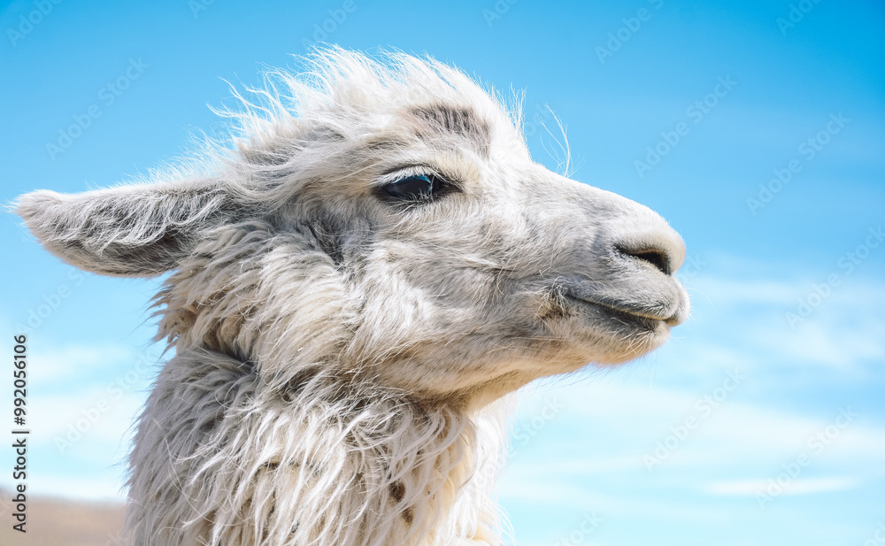 Fototapeta premium Close up of a Llama with an isolated blue background, a domestic animal from Andes in South America. Tucuman, Argentina