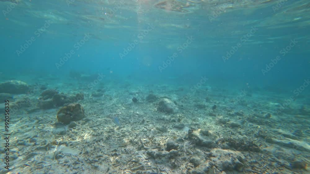 Snorkeling in the Maldives with fish and corals. Turquoise clear water. A beautiful reef, but in places it has lost its color. There are many different fish. White sand. Rays from the sun. New corals Snorkeling in the Maldives with fish and corals. Turquoise clear water. A beautiful reef, but in places it has lost its color. There are many different fish. White sand. Rays from the sun. New corals