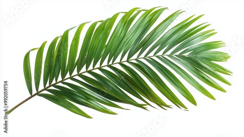 Exotic green tropical summer plant palm leaves branch isolated