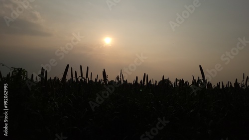 the millet crop and sunset view