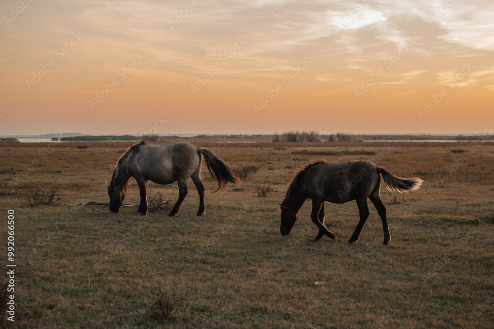 Fototapeta premium Semi wild konik polski horses at Engure Lake Nature Park, Latvia