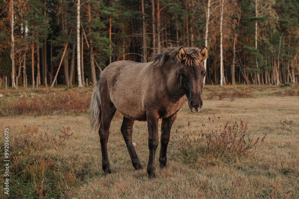 Fototapeta premium Semi wild konik polski horse calf at Engure Lake Nature Park, Latvia