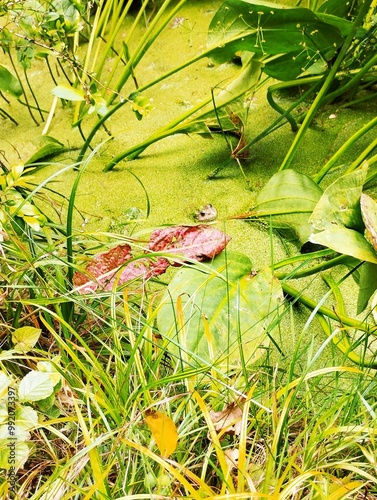Grenouille se prélasse 