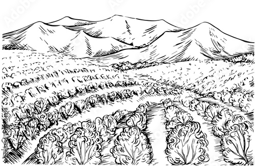 Landscape with grape fields. Vector graphics, black and white hand-drawn illustration. On a white background. For packaging and label design. For banners, posters and more.