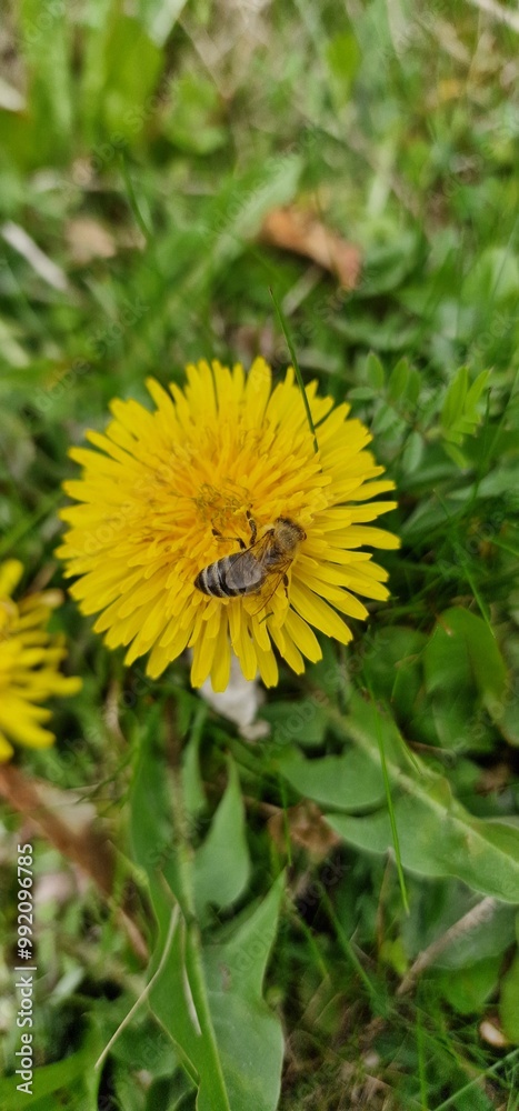 honey bee eusocial flying insect within the genus Apis of bee clade, all native to Eurasia known for their construction of perennial colonial nests wax collecting from dantelions taraxacum officinale honey bee eusocial flying insect within the genus Apis of bee clade, all native to Eurasia known for their construction of perennial colonial nests wax collecting from dantelions taraxacum officinale