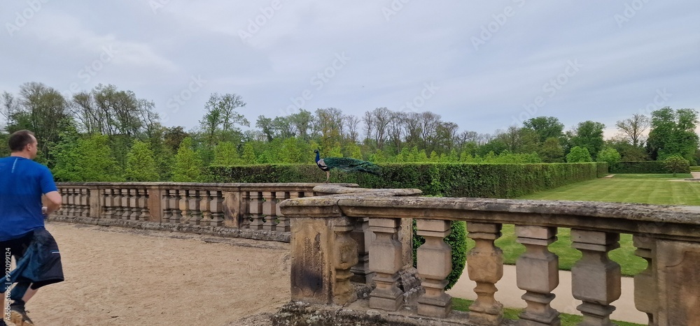 Indian peafowl, peacock in Milotice castle Indian peafowl, peacock in Milotice castle