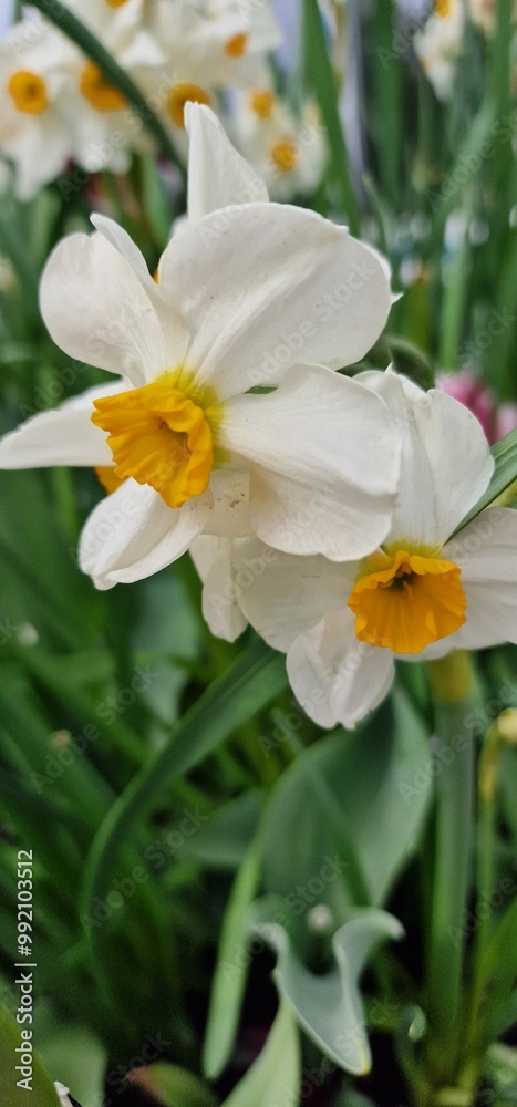 Narcissus is a genus of predominantly spring flowering perennial plants of the amaryllis family, Amaryllidaceae. Various common names including daffodil, narcissus and jonquil, are used to describe al Narcissus is a genus of predominantly spring flowering perennial plants of the amaryllis family, Amaryllidaceae. Various common names including daffodil, narcissus and jonquil, are used to describe al