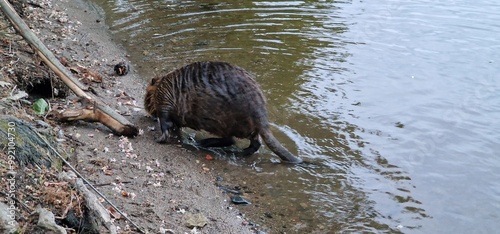 Nutria, also known as coypu (Myocastor coypus), is a large, semi-aquatic rodent native to South America but has been introduced to other regions, including North America and Europe. Nutria are recogni photo