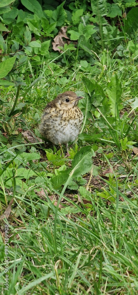 song thrush (Turdus philomelos) is a thrush that breeds across the West Palearctic. It has brown upper-parts and black-spotted cream or buff underparts and has three recognised subspecies. Its distinc