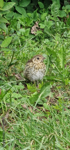 song thrush (Turdus philomelos) is a thrush that breeds across the West Palearctic. It has brown upper-parts and black-spotted cream or buff underparts and has three recognised subspecies. Its distinc photo