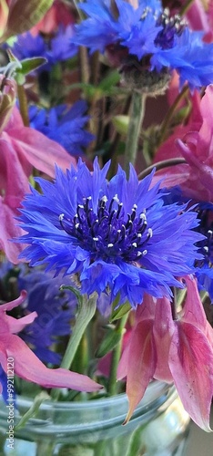 Centaurea cyanus, commonly known as cornflower or bachelor's button, is an annual flowering plant in the family Asteraceae native to Europe. In the past, it often grew as a weed in cornfields, hence i