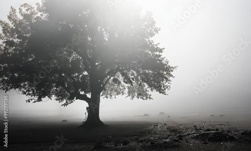 A tree is in the middle of a foggy field Video