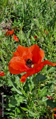 Papaver rhoeas, with common names including common poppy, corn poppy, corn rose, field poppy, Flanders poppy, red poppy, and Odai, is an annual herbaceous species of flowering plant in the poppy famil photo