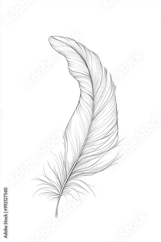 Minimalist line art of a detailed feather in black and white