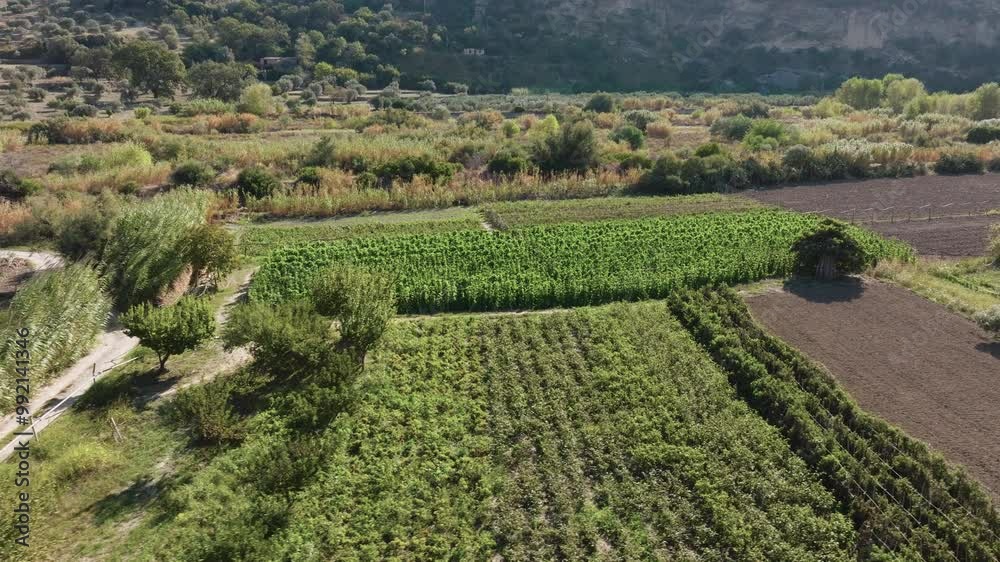 Cultivation in Calabria Countryside, aerial Cultivation in Calabria Countryside, aerial