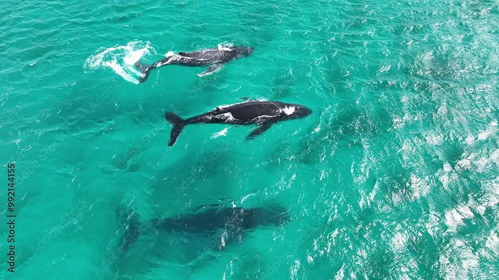 Southern right whales swimming in shallow turquoise water along coast of Dunsborough Western Australia Aerial drone footage DJI Mavic 3 4k Southern right whales swimming in shallow turquoise water along coast of Dunsborough Western Australia Aerial drone footage DJI Mavic 3 4k