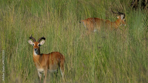 Impala walking through the grassland of the savannah at Murchinson falls wildlife reserve in Uganda photo