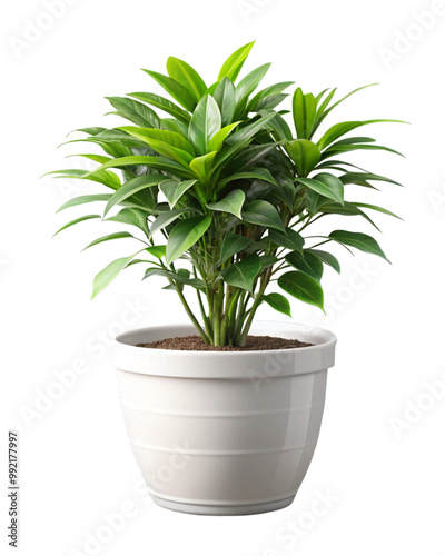 Houseplant in a pot, interior plant isolated on white