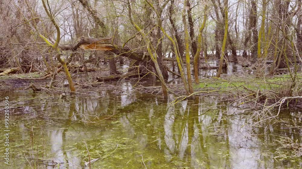 Panorama, flooded trees during floods in the river delta, Slow motion. Landscape with floodplain forest Panorama, flooded trees during floods in the river delta, Slow motion. Landscape with floodplain forest