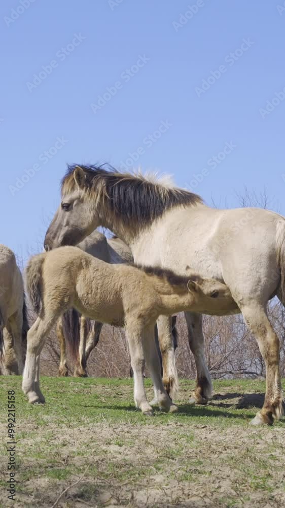 Vertical video, Foal of wild horse drinks mare milk of a mare on a herd background, Slow motion. Baby horse suckling mother milk. Foal drink its mother's milk, Wild Konik or Polish primitive horse Vertical video, Foal of wild horse drinks mare milk of a mare on a herd background, Slow motion. Baby horse suckling mother milk. Foal drink its mother's milk, Wild Konik or Polish primitive horse