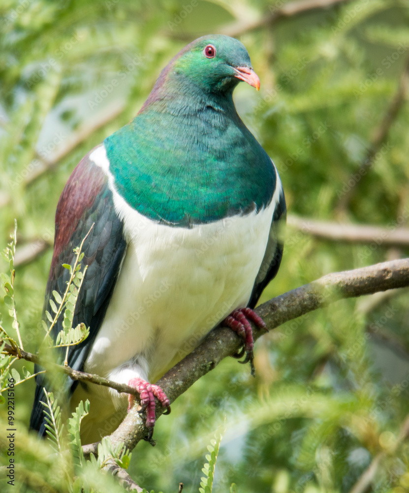 Obraz premium Kereru or New Zealand wood Pidgeon sitting in a tree