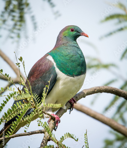 Kereru or New Zealand wood Pidgeon sitting in a tree photo