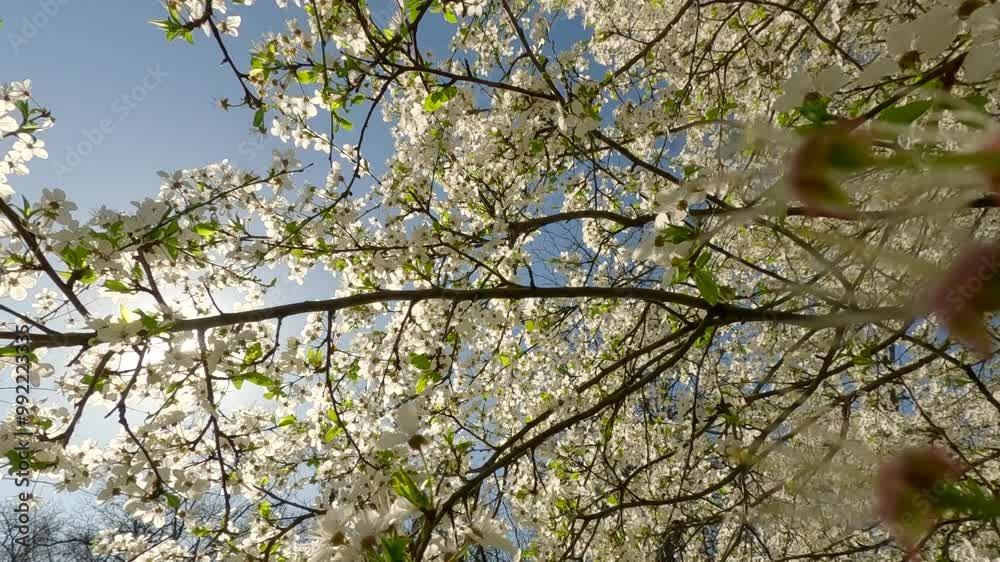 Moving forward between the branches of an abloom fruit tree on a sunny spring morning, Backlighting (Contre-jour). Natural spring garden background Moving forward between the branches of an abloom fruit tree on a sunny spring morning, Backlighting (Contre-jour). Natural spring garden background