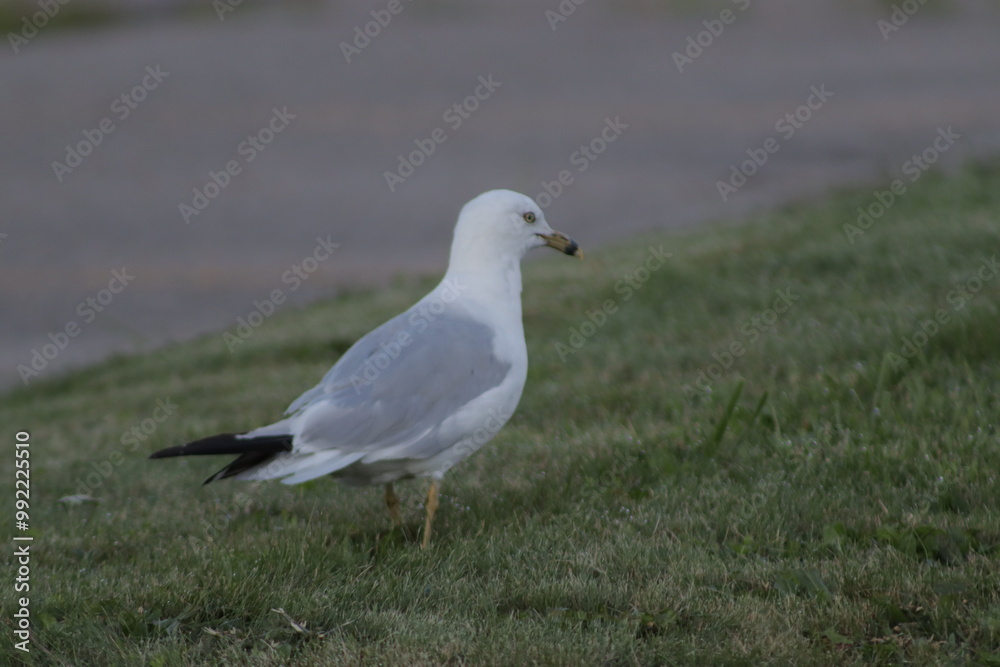 black headed gull black headed gull