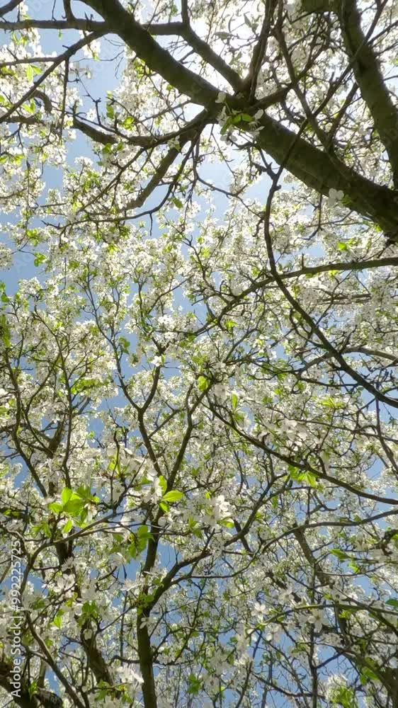 Vertical video, moving up through the branches of a blossoming cherry tree with white flowers on a sunny spring morning, Backlight (Contre-jour) Vertical video, moving up through the branches of a blossoming cherry tree with white flowers on a sunny spring morning, Backlight (Contre-jour)