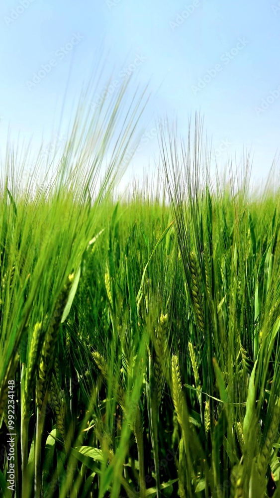 green wheat field