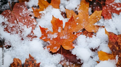 Snow covered fall leaves 