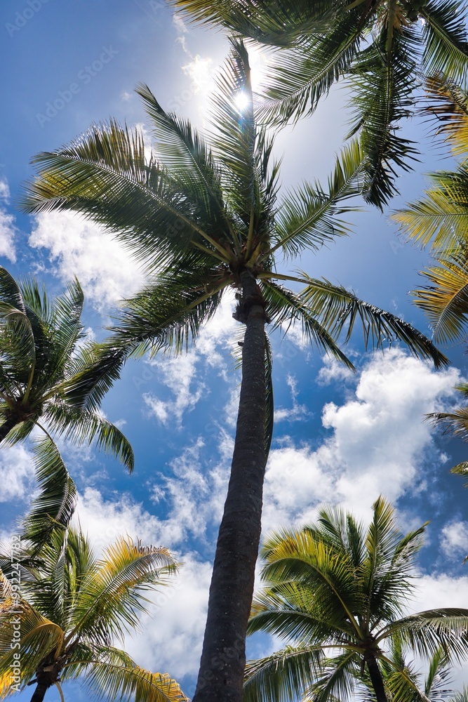 Fototapeta premium St. Thomas, United States Virgin Islands