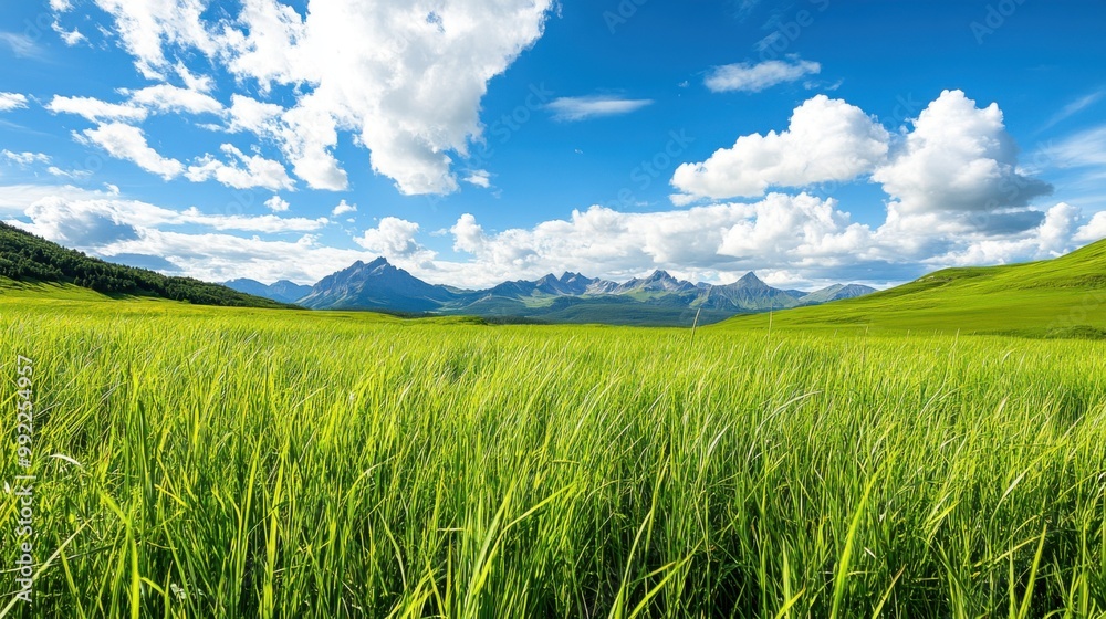 Obraz premium Lush green grass field under a bright blue sky with fluffy white clouds.