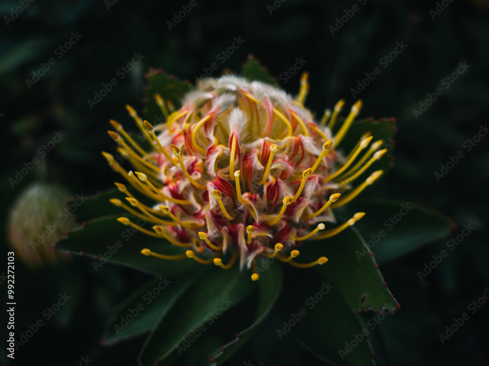 Gold Fever Pincushion flower