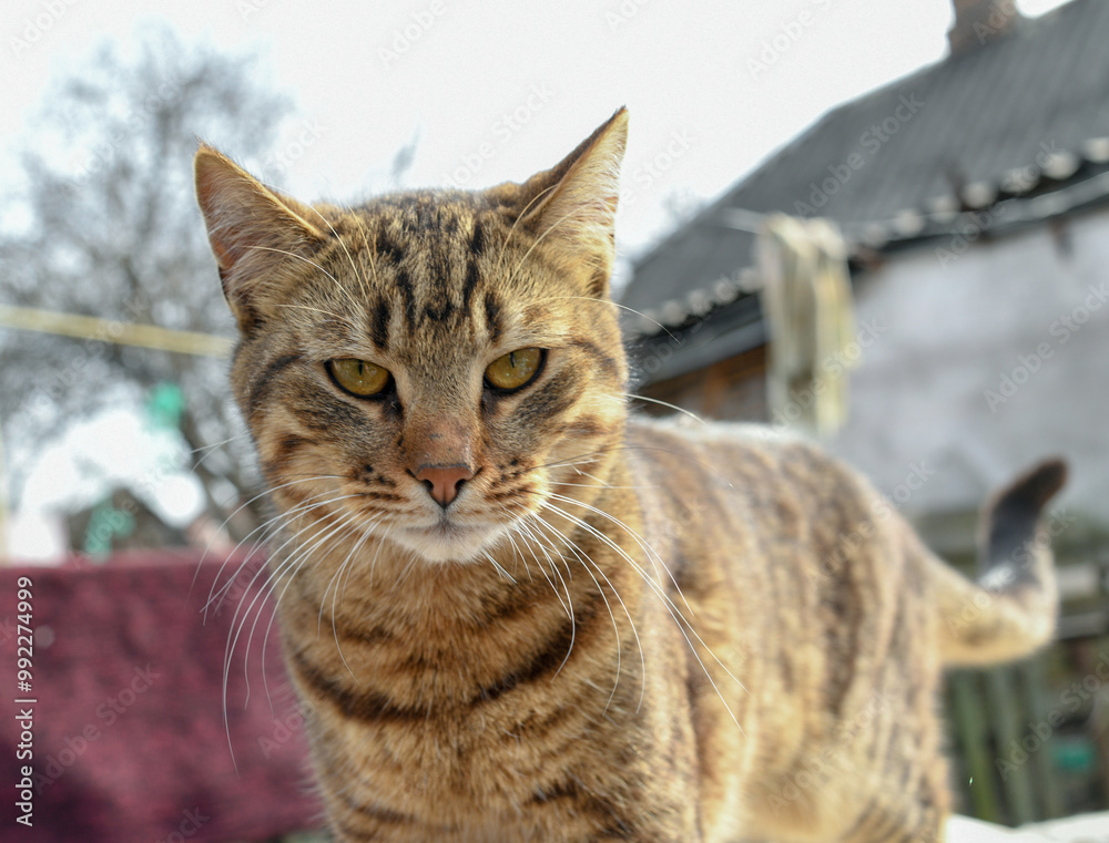 Obraz premium portrait of a cat in the yard
