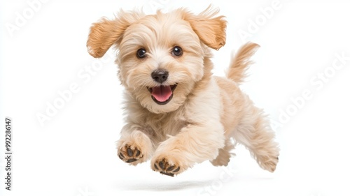 A small dog is running and jumping in the air