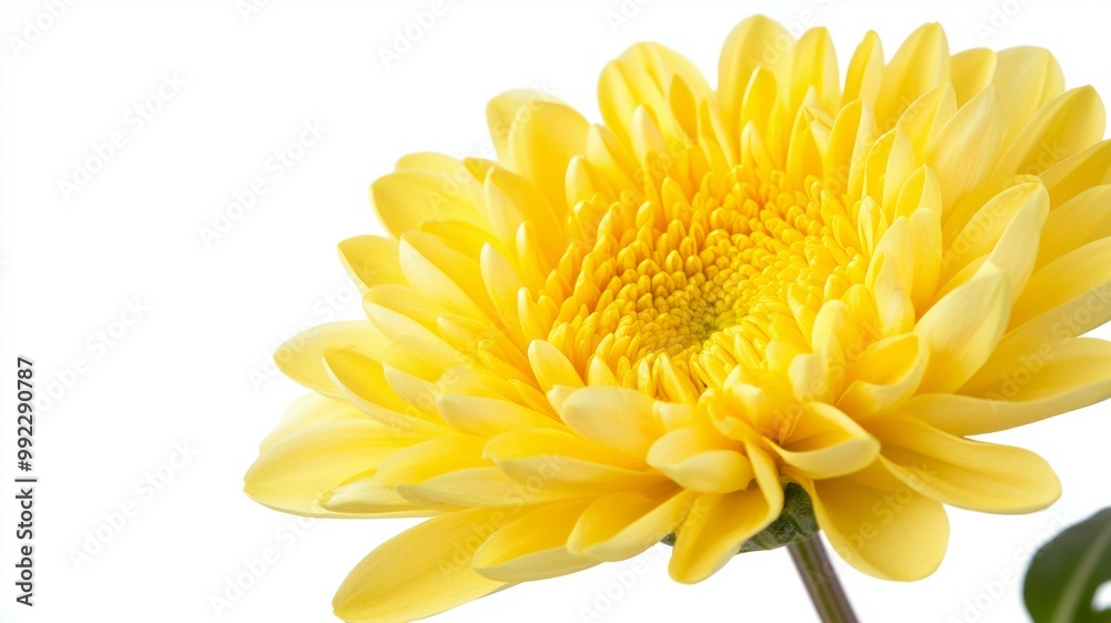 A yellow flower with a yellow center and yellow petals A yellow flower with a yellow center and yellow petals