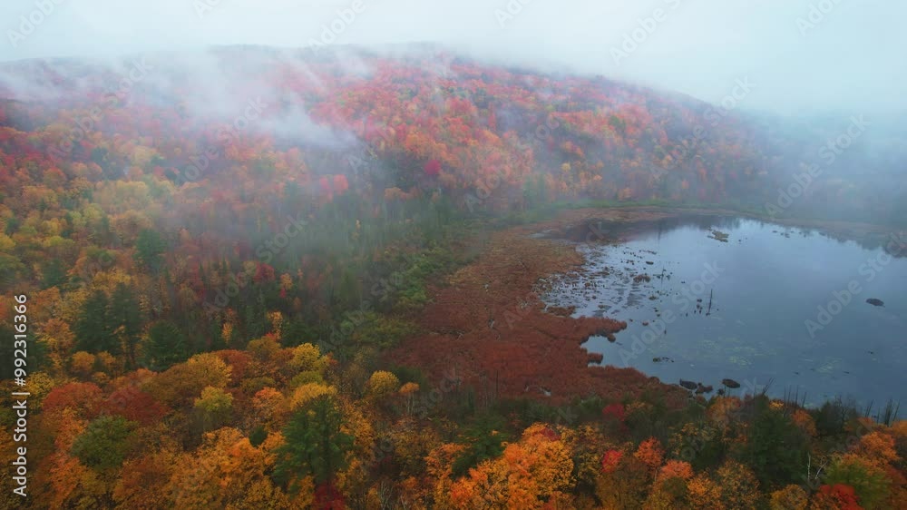 Low altitude drone flight through autumn trees on foggy day Low altitude drone flight through autumn trees on foggy day