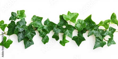 Lush Green Ivy Vine on White Background Wall Art Decor