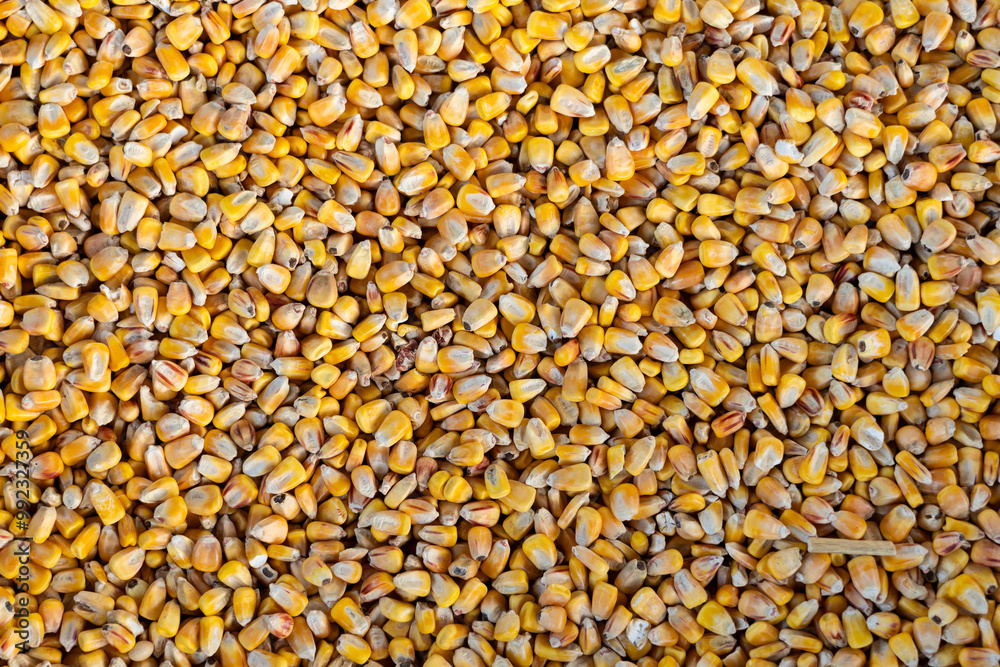 Dry corn kernels background Dry corn kernels background