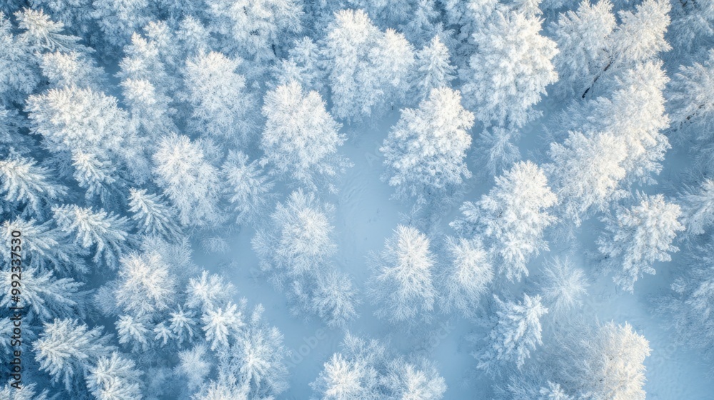 Aerial View of a Snow-Covered Forest in Winter Aerial View of a Snow-Covered Forest in Winter