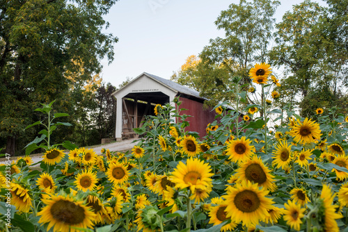 Canvastavla Sunflowers in front of a historic covered bridge.