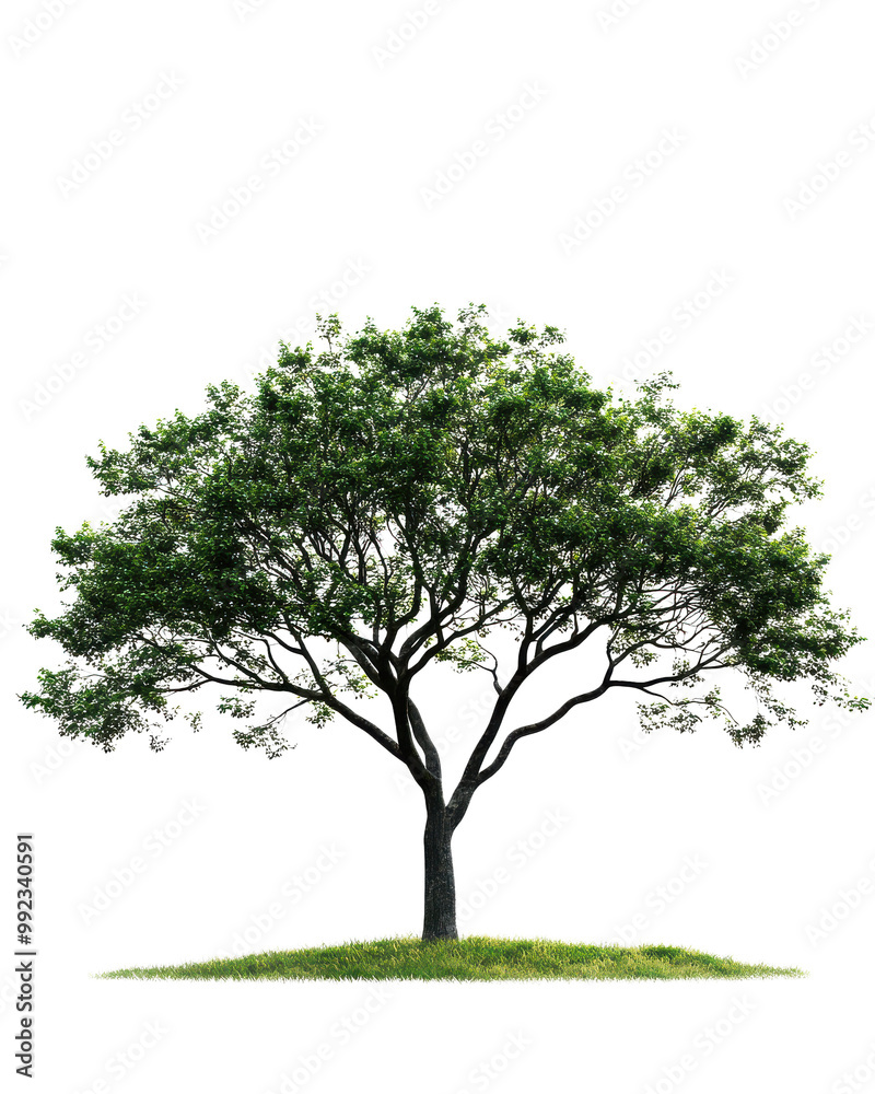 Tree with lush green foliage, isolated on a white background. Tree with lush green foliage, isolated on a white background.