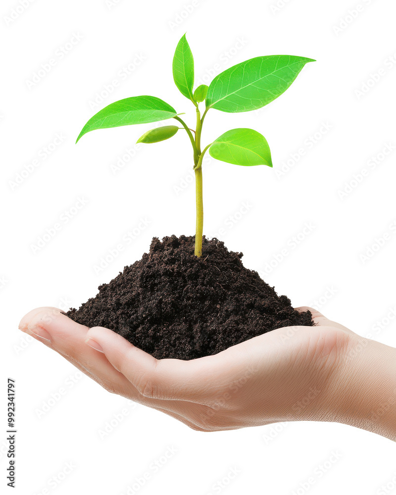 Green seedling growing in hand, isolated on white background. Green seedling growing in hand, isolated on white background.