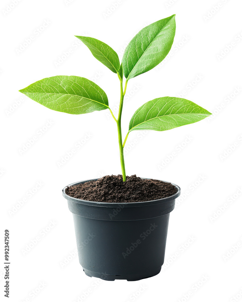 Young plant with green leaves in a black pot, isolated. Young plant with green leaves in a black pot, isolated.