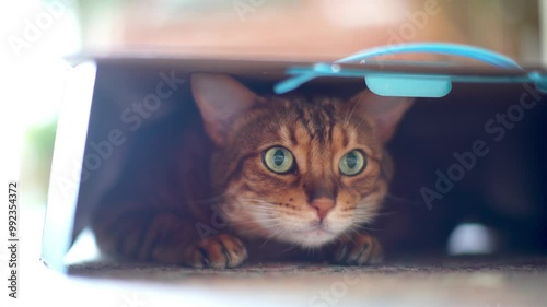 Cute playful cat hiding inside cardboard box. Closeup.