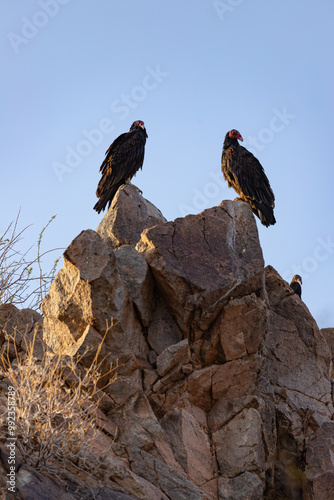 turkey vultures sitting on rocks