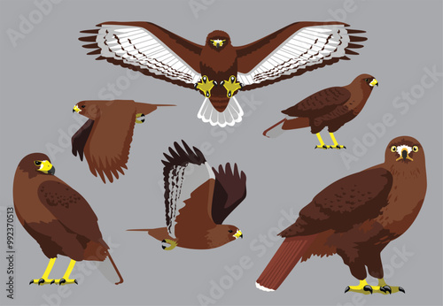 Red-Tailed Hawk Poses Bird Vector Illustration