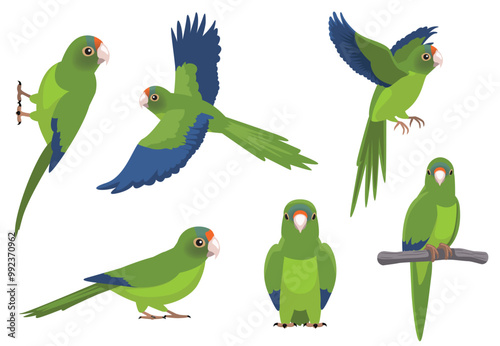 Parrot Half-Moon Conure Poses Bird Vector Illustration