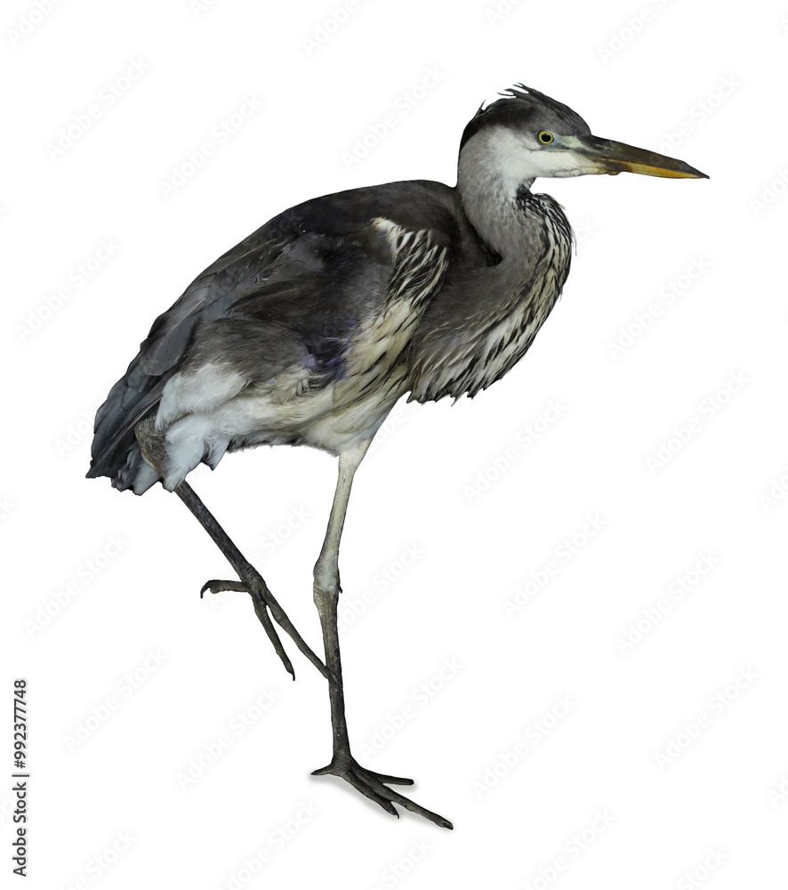 Fototapeta premium Beautiful great blue heron on white background. Exotic bird